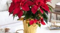 Third Annual Poinsettias and Wreath Sale Fundraiser to support the Grade 12 end of the year After Grad. The plants and outdoor wreaths and arrangements are high quality and last [&hellip;]